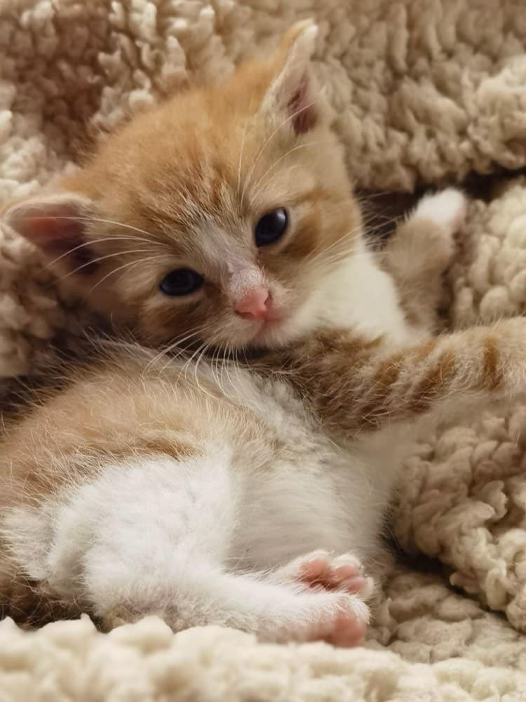 Месячный котёнок лежит на спине, видны розовые подушечки лап