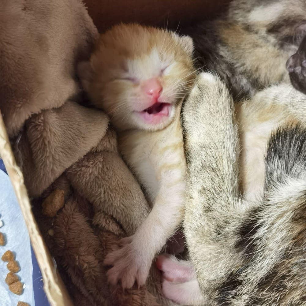 Недельный рыжий котёнок рядом с кошкой-матерью