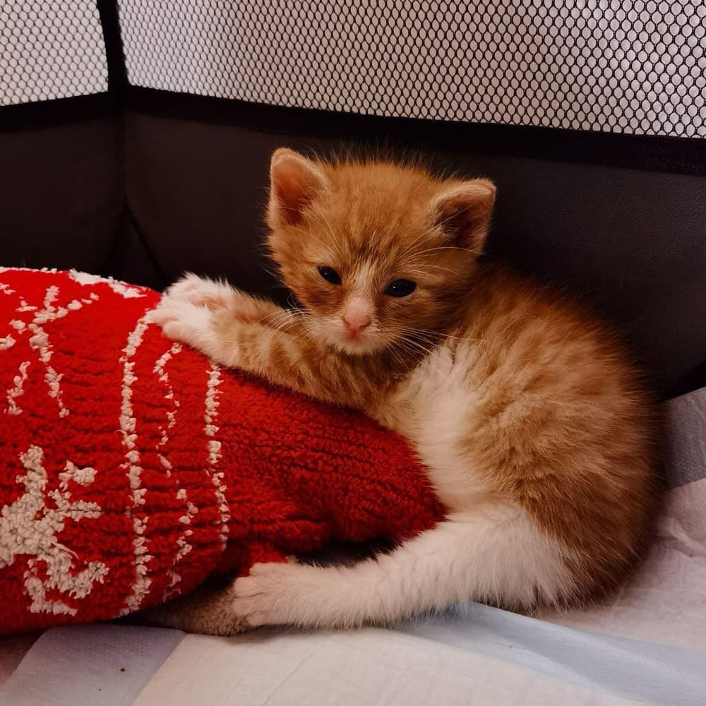 Трёхнедельный рыжий котёнок обнимает грелку