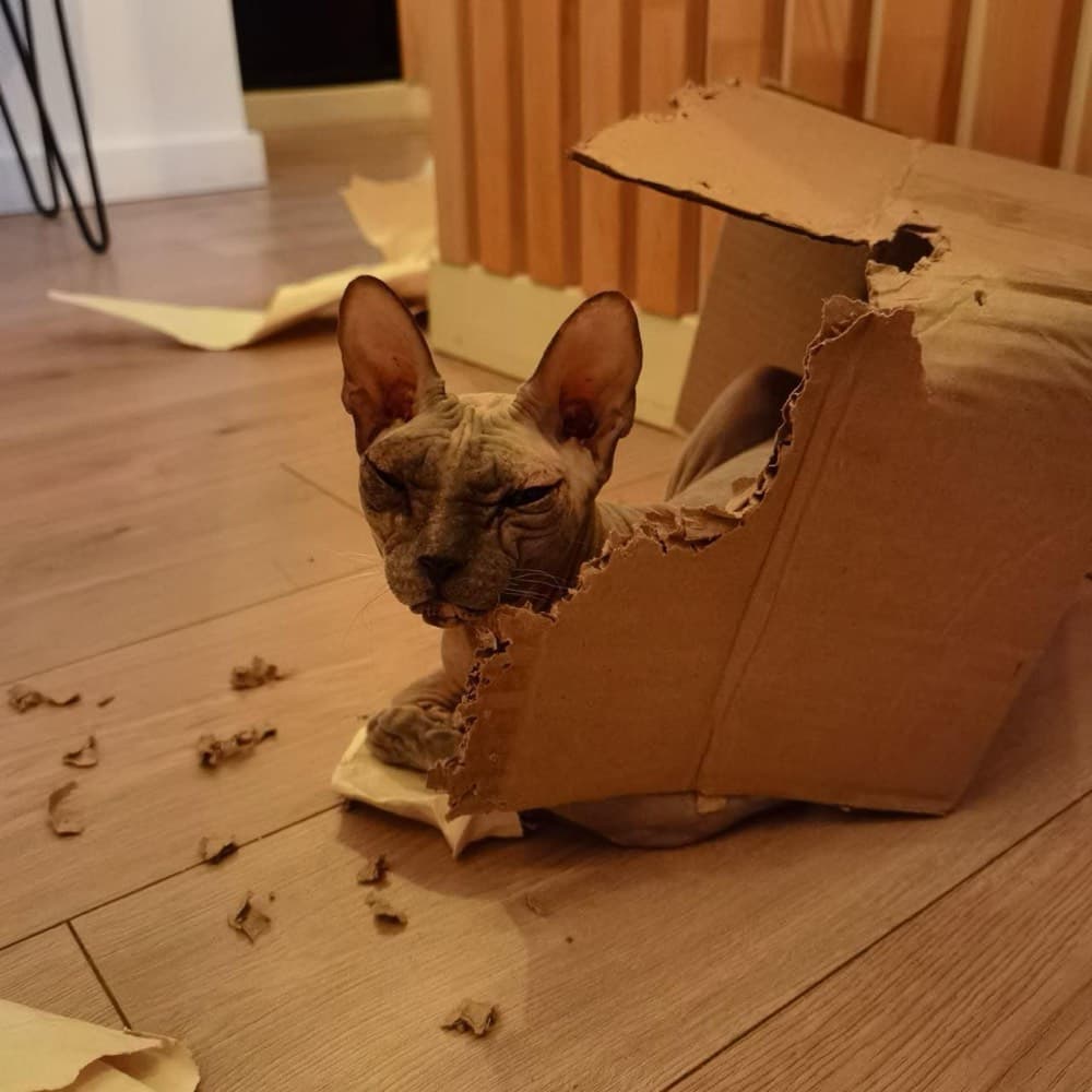 Котёнок грызёт картонную коробку
