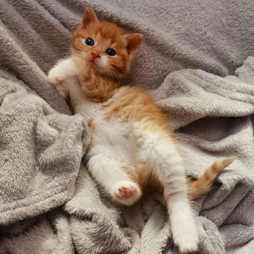 Котёнок завёрнут в мягкий плед