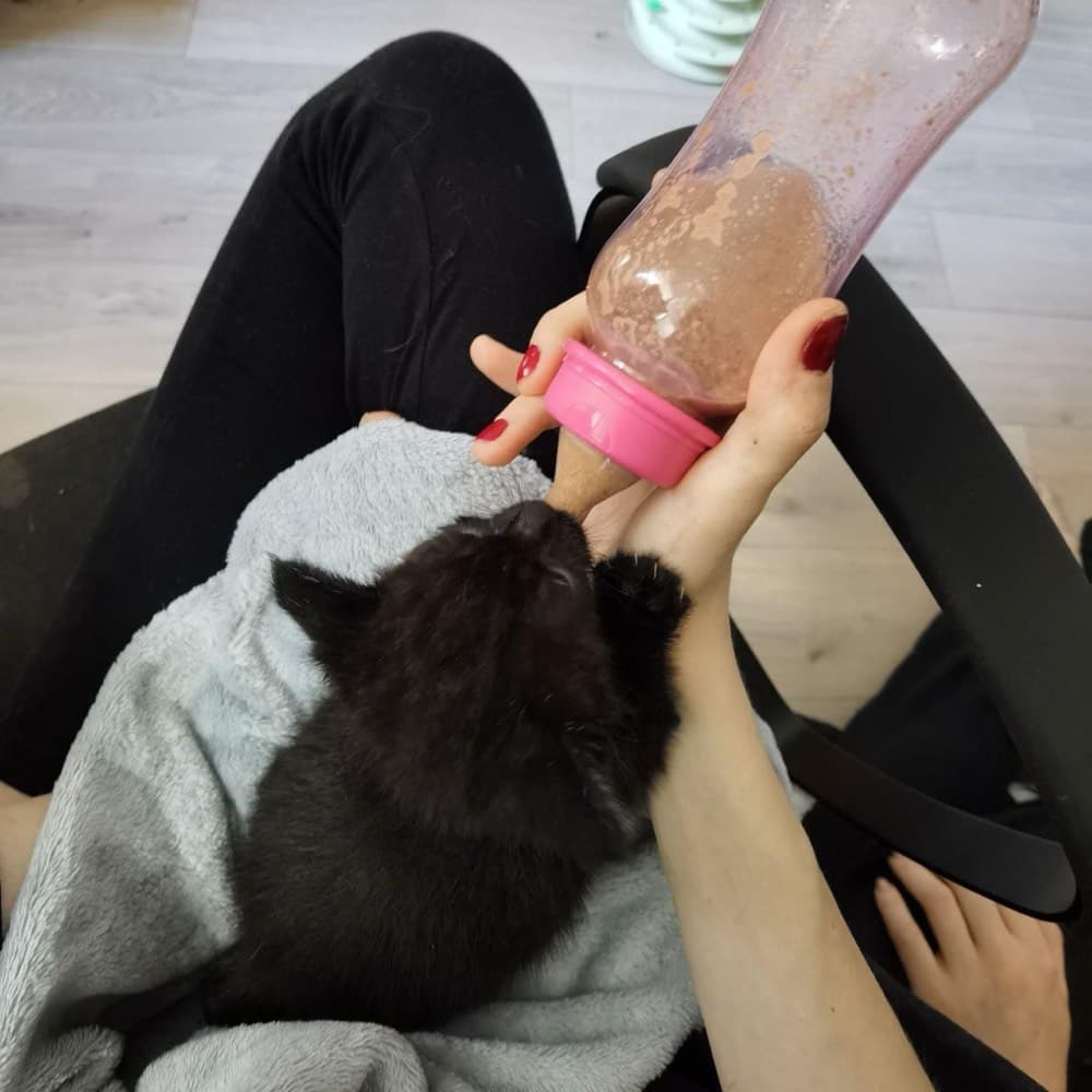 Чёрный котёнок ест из детской бутылочки