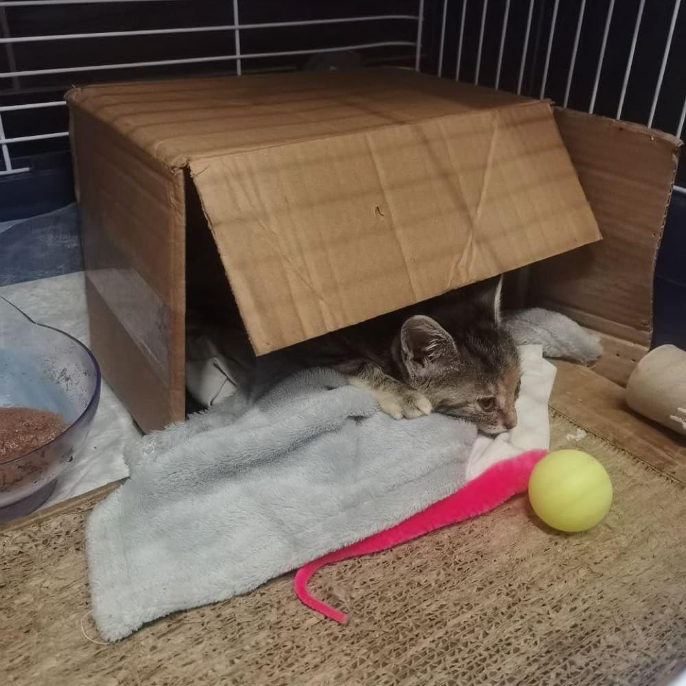 Котёнок в клетке карантина с когтеточкой и пледом